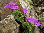 66 Primule irsute (Primula hirsuta) sulle rocce alla Bocchetta Triomen